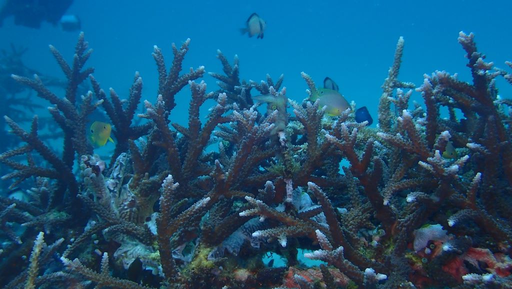 Coral Reefs: Why Coral Reef Conservation Matters for Our Future