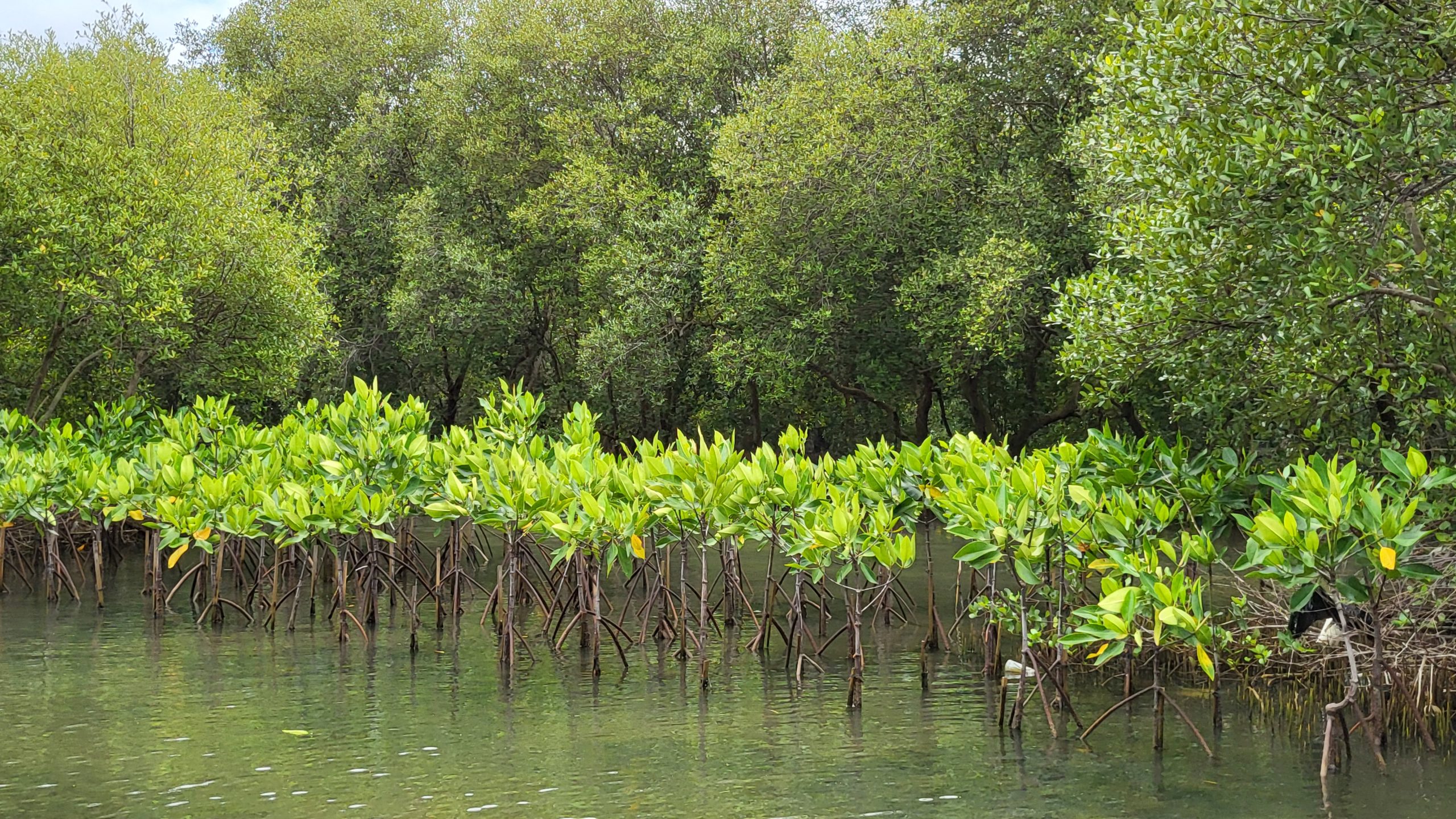 Indonesian Mangrove at a Crossroads: Coastal Protectors or Victims of Development?