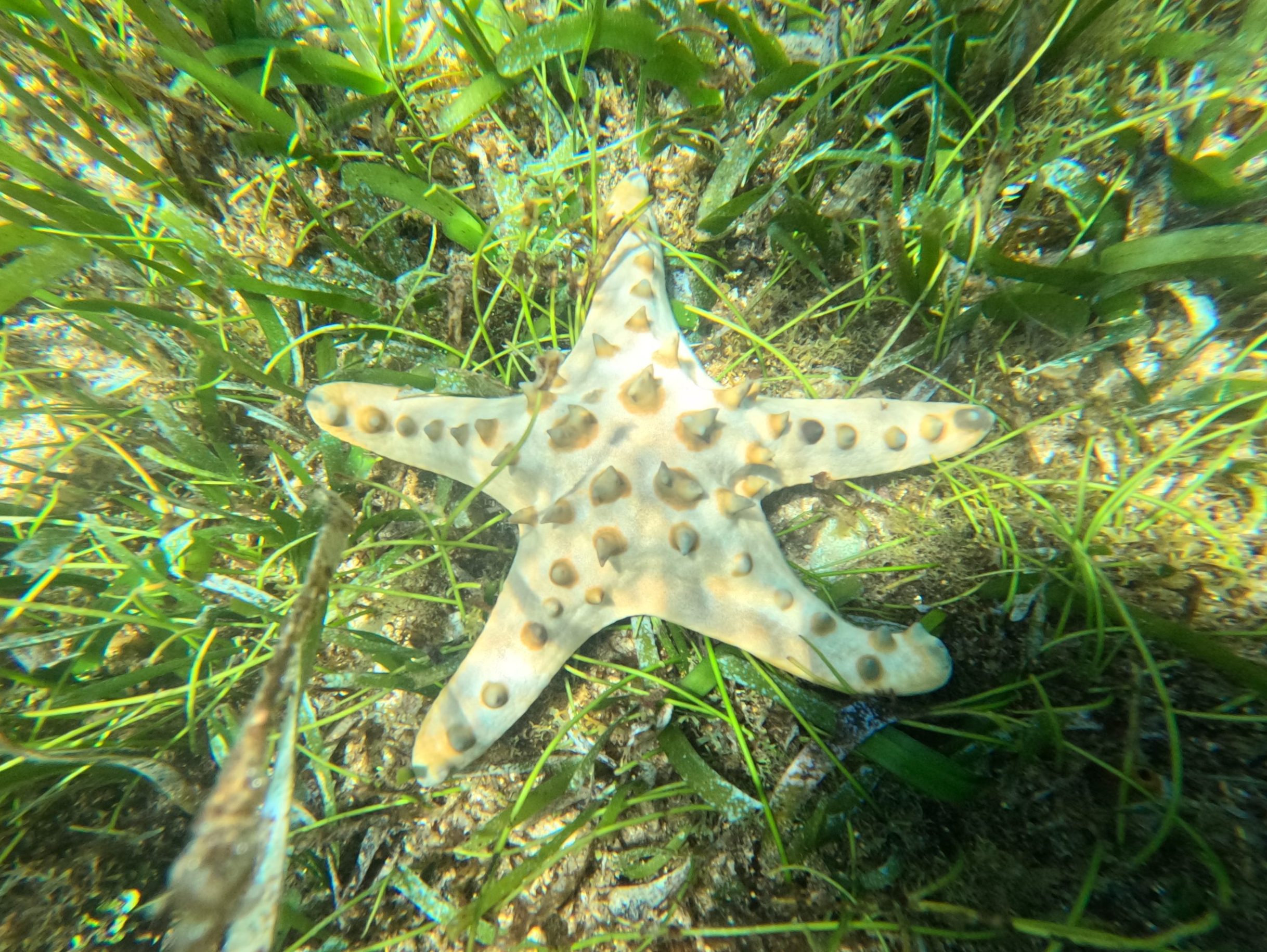 Seagrass Is Not Seaweed: Understanding the Difference