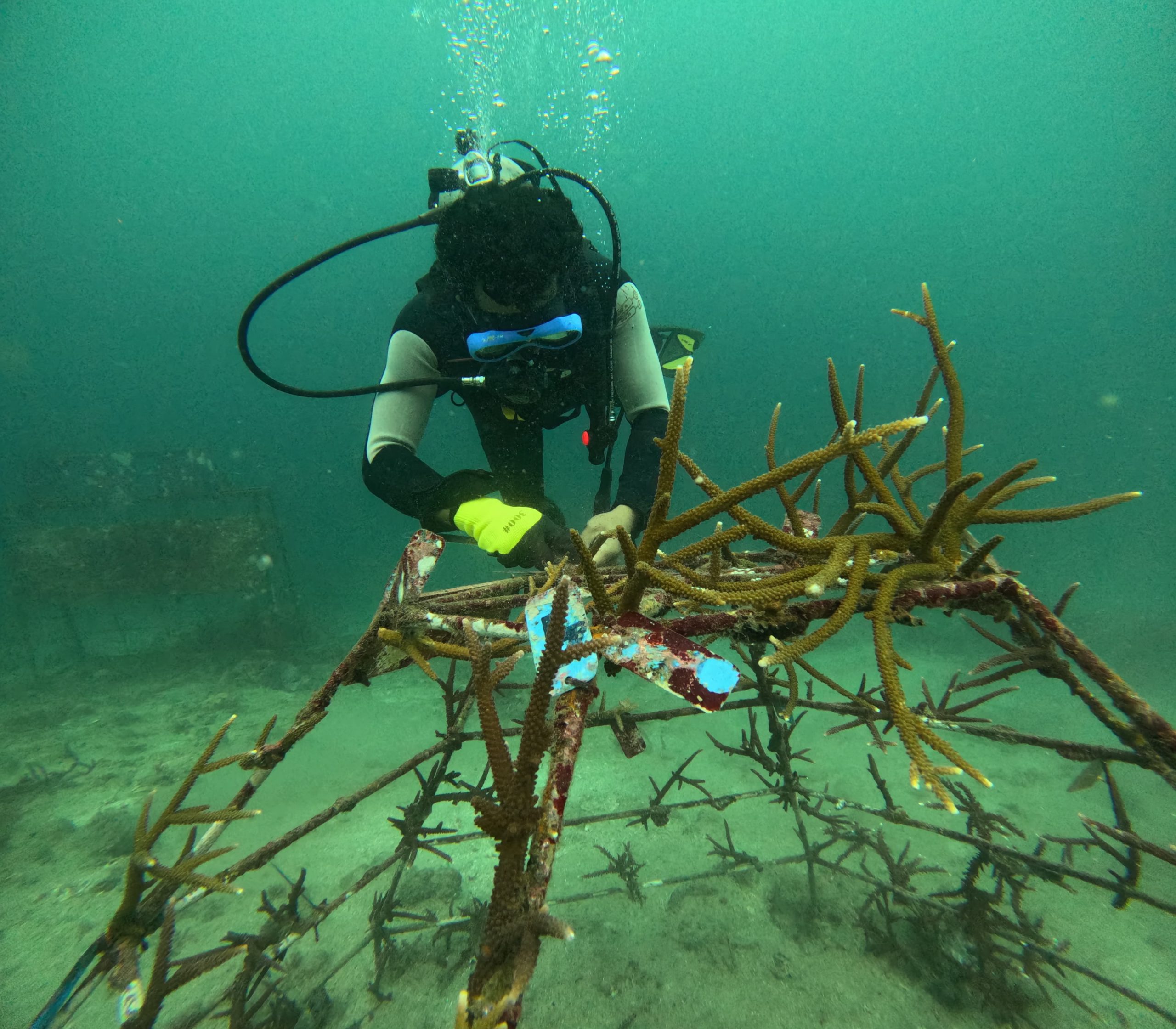 From Restoration to Resilience: Coastal Ecosystem Monitoring and Maintenance