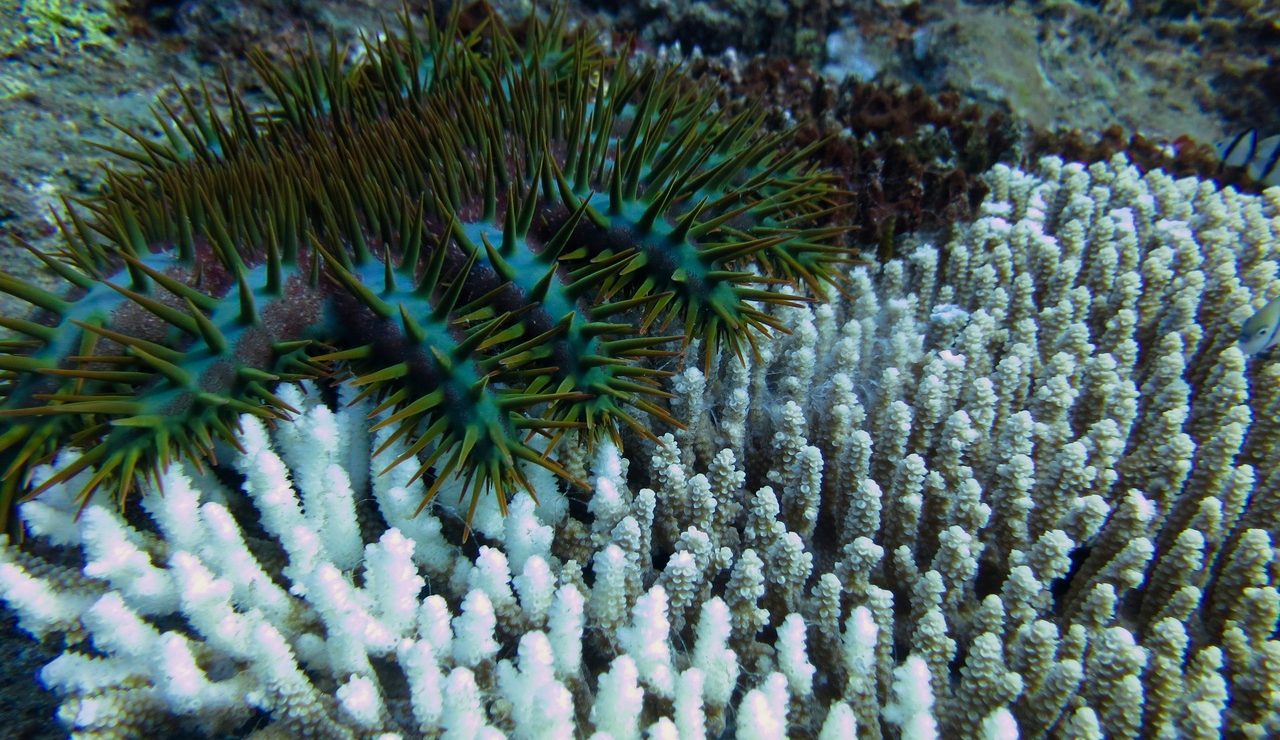 Crown-of-Thorns Starfish: A Major Threat to Coral Reef Ecosystems ...