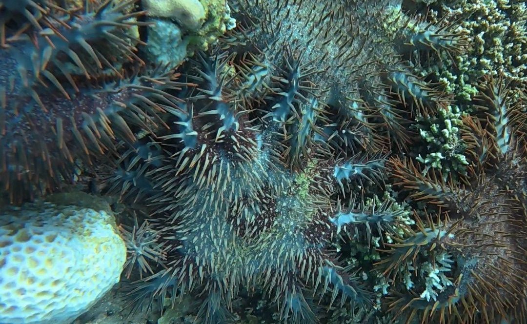 Crown-of-Thorns Starfish: A Major Threat to Coral Reef Ecosystems