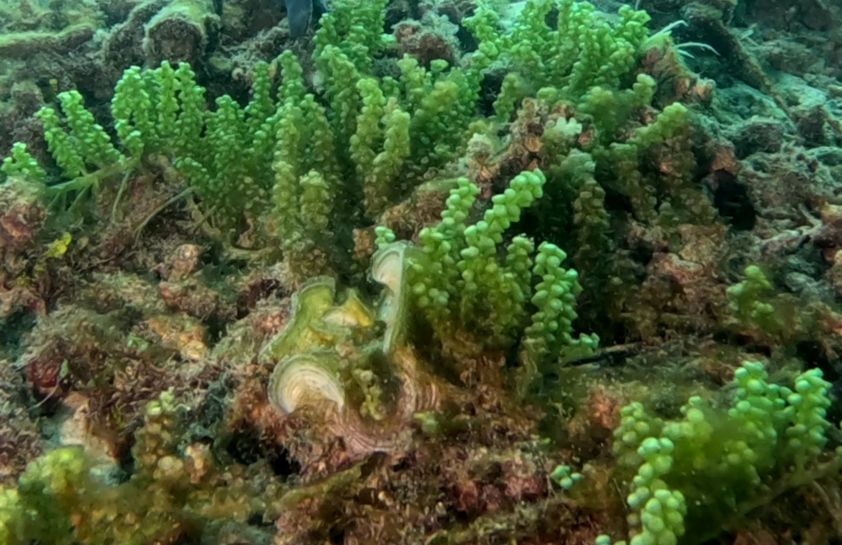Sea Grapes (Caulerpa sp.): A Marine Superfood with Nutritional, Health, and Economic Potential
