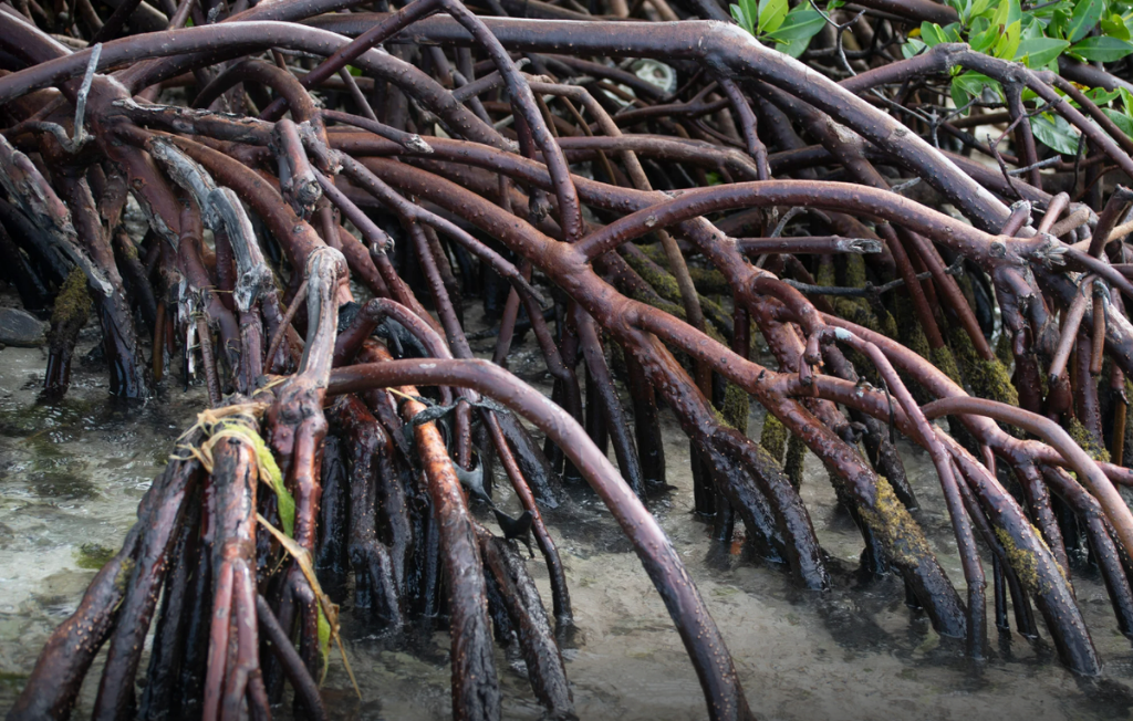 The 7 Types of Mangrove Roots: How They Help Mangroves Survive Coastal Habitats