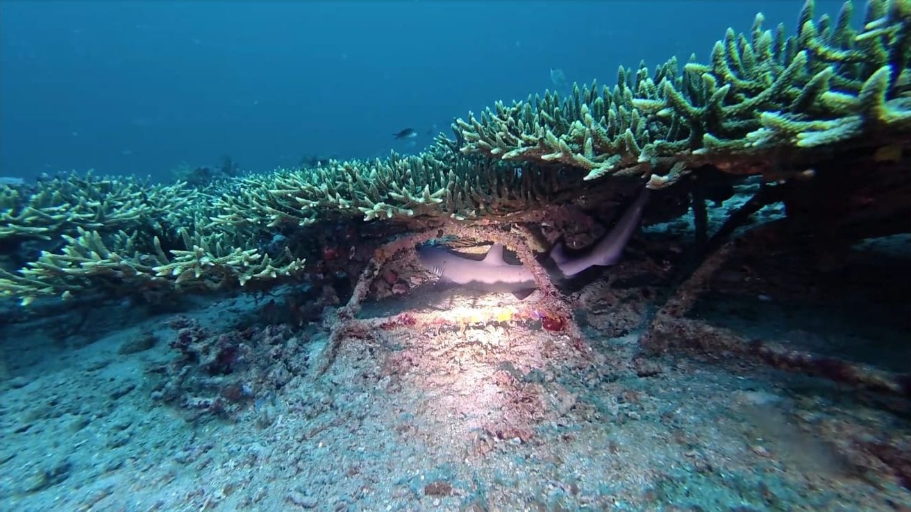 The Return of Reef Sharks Signals Successful Coral Reef Recovery in Pulisan, North Sulawesi