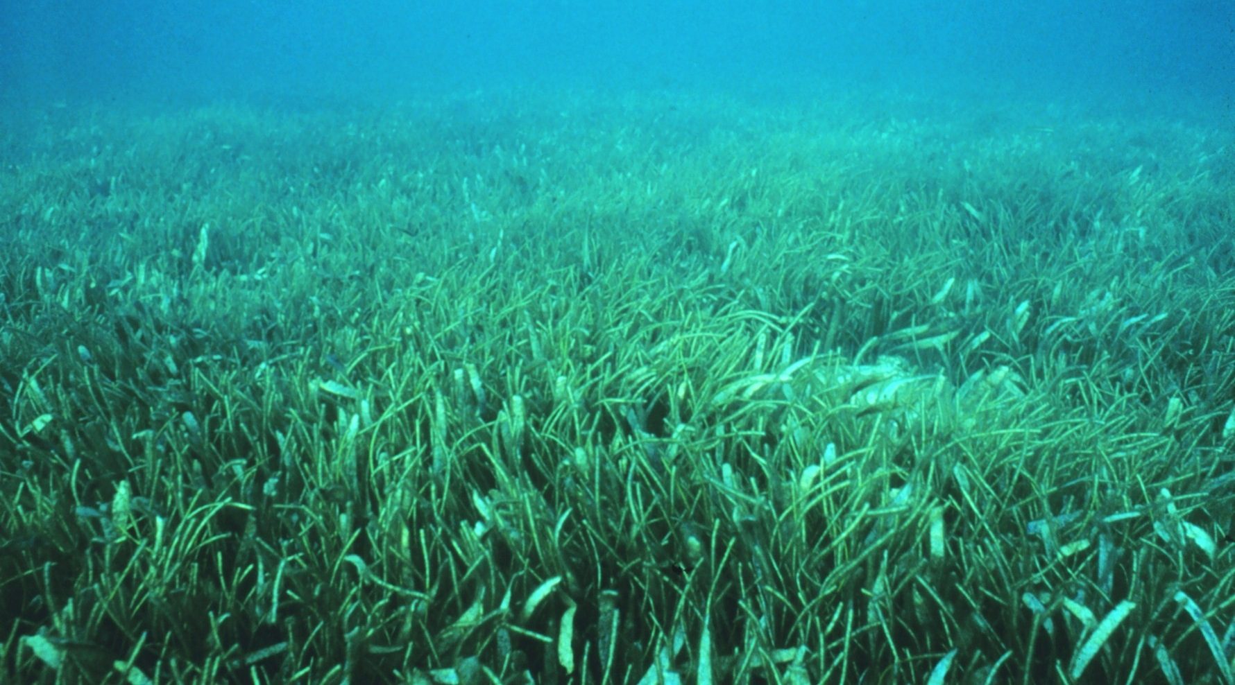 Did You Know? Seagrass Produces Flowers, Fruits, and Seeds Beneath the Sea